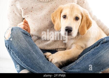 Cute dog in female hands indoors Stock Photo