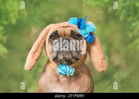 Cute French Bulldog dressed up as easter bunny with brown ears with blue flowers and butterflies on green background Stock Photo