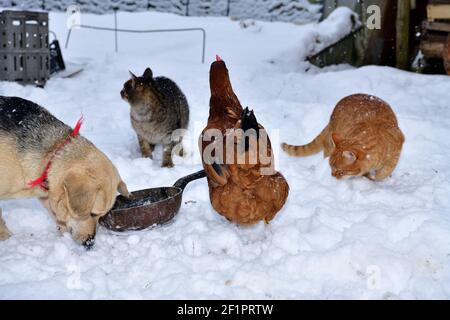 A domestic hen dog and cat eat together in the snow in winter as best friends Stock Photo