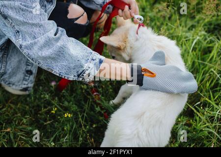 Molting puppy, Pet Grooming. Woman combing out puppy fur with deshedding glove in summer park. Person grooming and brushing cute white fluffy doggy Stock Photo