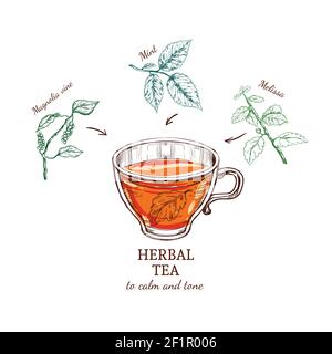 Herbal tea sketch recipe with magnolia mint and melissa ingredients for tone relaxation isolated vector illustration Stock Vector