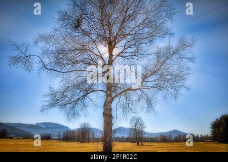 DE - BAVARIA: Early spring in the alpine moorlands near Benediktbeuern Stock Photo