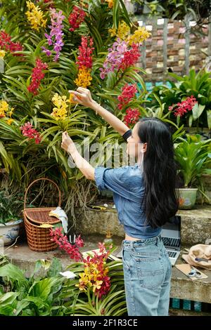 Young woman using tape measure when searching for perfect bush for her backyard in greenhouse Stock Photo