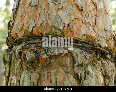 Strand of iron chain are tied around a thick tree and absorbed into the bark. Ingrown iron chain in a tree bark. An old chain embedded in a tree. Envi Stock Photo