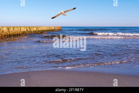 Coastline of Baltic sea. Baltic sea during windy day. Stock Photo