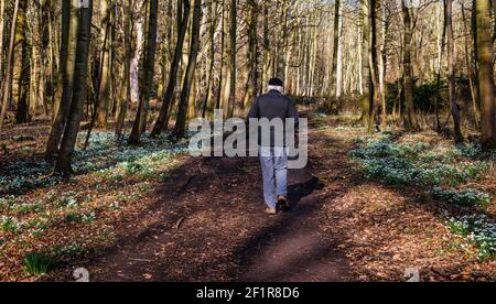 Spring flowers with snowdrops in bloom lining a woodland path as a senior man walks in Gosford Estate, East Lothian, Scotland, UK Stock Photo