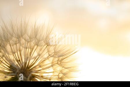 Dandelion close-up silhouette against sunset sky, meditative zen background Stock Photo