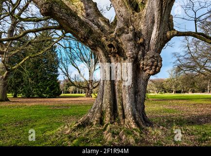 Old knarled oak tree trunk with large burr, Gosford estate, East Lothian, Scotland, UK Stock Photo