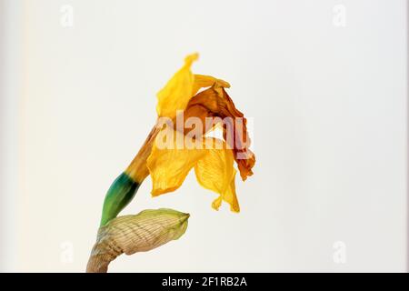 A single wilted daffodil isolated on a white background, sadness, dying concept Stock Photo