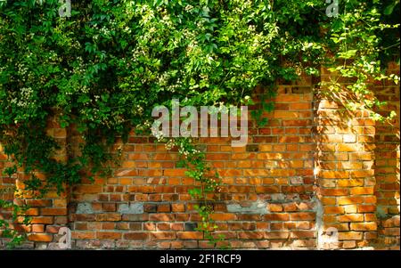 Overgrown Brick Wall and Leaves for Backgrounds. Brick Wall and Ivy. Green plant overgrown on old wall background. Virginia creeper vine Stock Photo