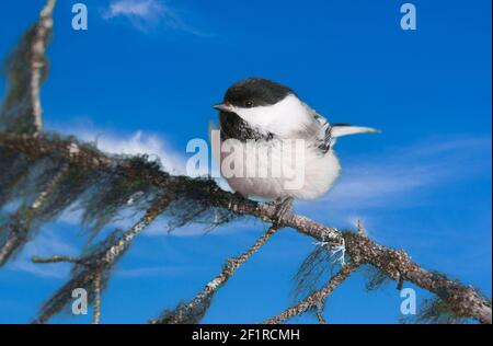 North America; United States; Alaska; Winter; Wildlife; Birds; Black-capped Chickadee; Parus atricapillus; Length 5.2' (13cm); Spruce Tree covered wit Stock Photo