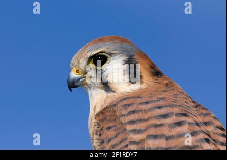 American Kestral; New Mexico; San Juan Mountains; Wildlife; Birds; Birds of Prey; Raptors; Hawks and falcons Stock Photo