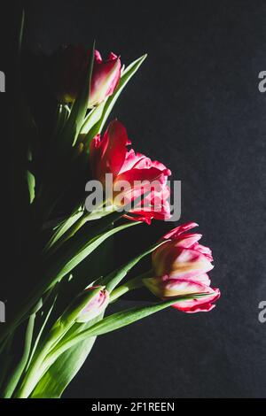 bouquet of tulips in sunlight on black background Stock Photo