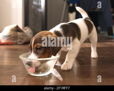 Jack russel eating from a transparent bowl Stock Photo