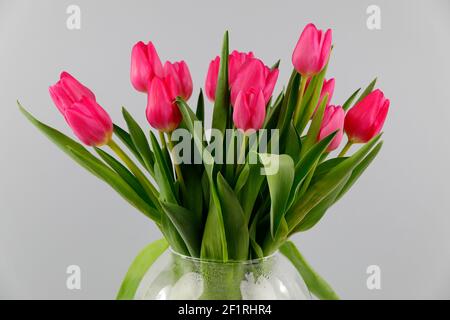 A bunch of red tulips in a glass vase on light grey ground Stock Photo