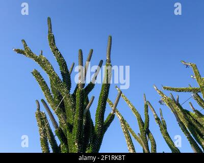 Green cactus over blue summer sky Stock Photo