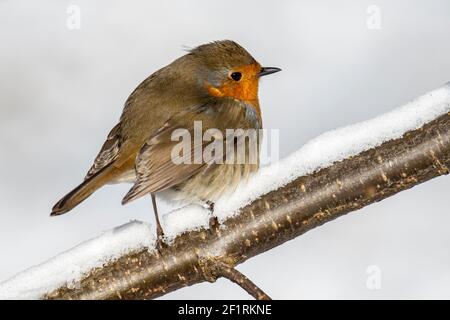European robin (Erithacus rubecula) with fluffed up feathers perched in tree in the snow in winter Stock Photo