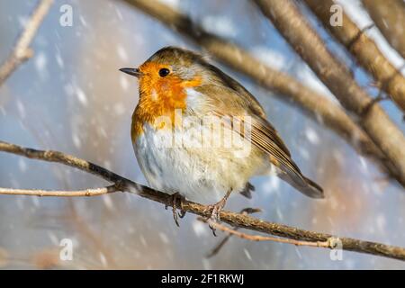 European robin (Erithacus rubecula) with fluffed up feathers perched in tree during snow shower in winter Stock Photo