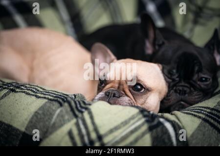 closeup of couple cute french bulldog dogs sleeping on sofa at home