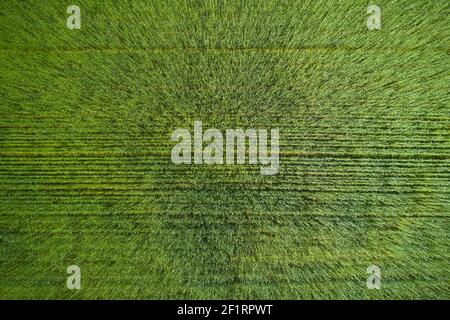 Background and texture of fresh green young cereal field Stock Photo