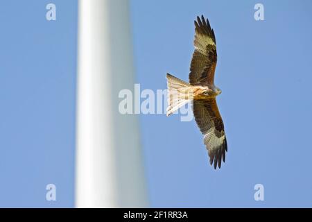 A red kite (Milvus milvus) flying dangerously in front of a windturbine. Stock Photo