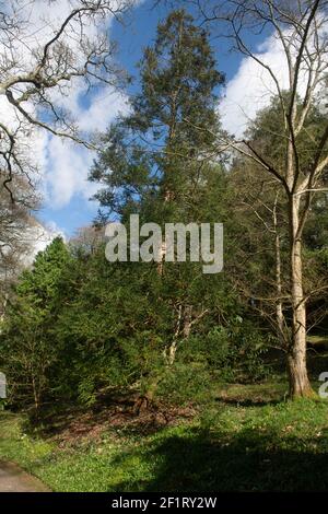 Winter Foliage of the Evergreen Conifer Japanese Cedar Tree (Cryptomeria japonica) Growing in a Woodland Garden in Rural Devon, England, UK Stock Photo