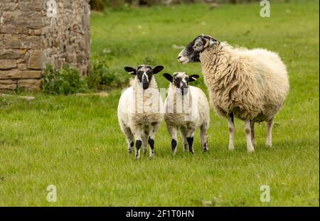 Swaledale ewe, a female sheep, with her two well grown mule lambs  stood in green meadow in Springtime.  Yorkshire Dales, UK.  No people.  Horizontal. Stock Photo