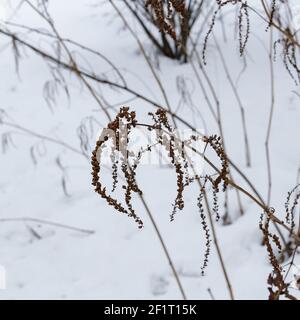 White snow texture. Snowy background for a winter scene. Stock Photo