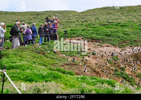 Crowd of visitors on Skomer island blocking the path of some of the Puffins to thier nesting burrows.Pembrokeshire. Stock Photo