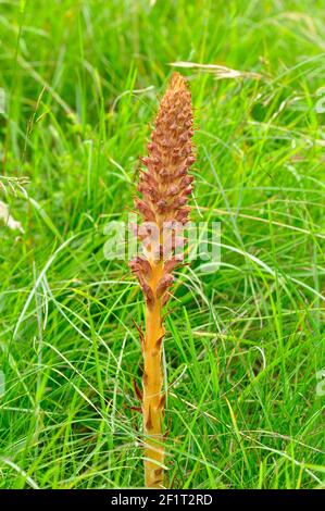 Knapweed broomrape (Orobanche elatior) flower spike which is parasitic on Greater Knapweed (Centaurea scabiosa) on the downs in Wiltshire. Stock Photo