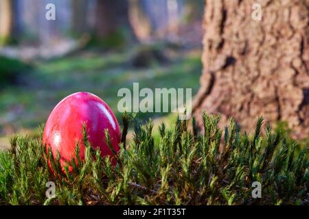 Red easter egg on moss ground, big tree trunk in the background. Easter in the forest. Stock Photo