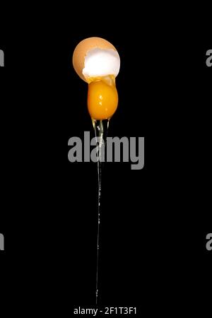 An egg falling from an unsupported eggshell on a black background Stock Photo