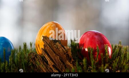 Focus on red easter egg, three eggs on moss ground in the foreground a broken wood. Stock Photo