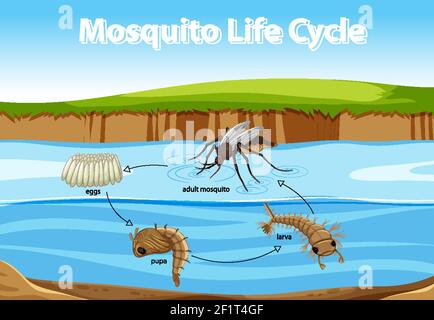 Diagram showing mosquito life cycle illustration Stock Vector