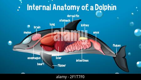 Internal Anatomy of a Dolphin with label illustration Stock Vector