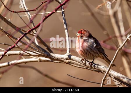 An adult male house finch ( Haemorhous mexicanus) perching on leafless branch of a shrub in winter. Males have unique red coloration in belly, chest a Stock Photo
