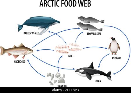 Education poster of biology for food webs and food chains diagram ...