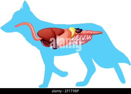 Internal Anatomy of a Horse isolated on white background illustration Stock Vector