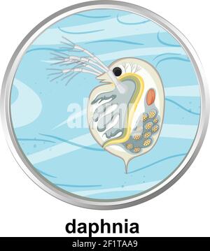 Anatomy structure of Daphnia on white background illustration Stock Vector