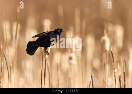 A male red winged blackbird (Agelaius phoeniceus) a tiny passerine bird characterized by black feathers and red marks on the wings, is perching on a d Stock Photo