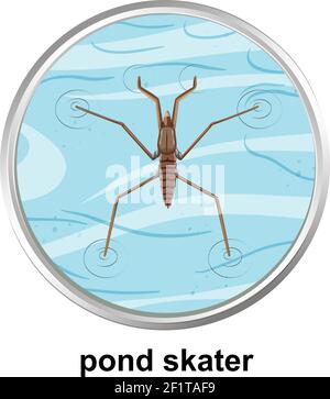 Top view of pond skater on the water illustration Stock Vector