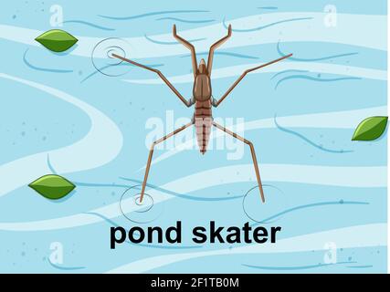 Top view of pond skater on the water illustration Stock Vector