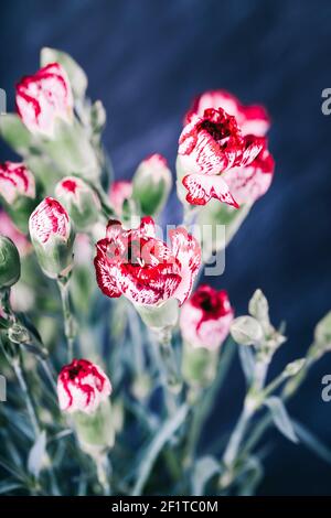 White with red rim small carnations flowers on a dark background Stock Photo