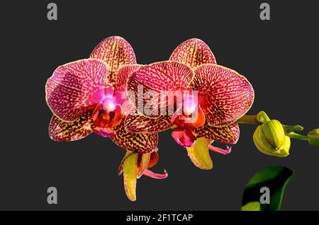 Blooming cluster of Phalaenopsis Orchids also known as Moth Orchids Stock Photo
