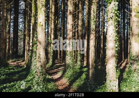 peaceful scenery in forest in early spring time, morning sun shining over fallen trunk Stock Photo