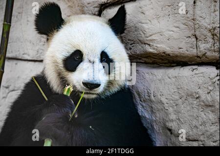 Close-up of Giant panda eating some bamboo stick Stock Photo
