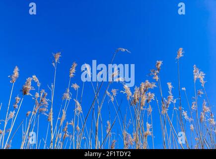 River reeds against a blue sky in Spring Stock Photo