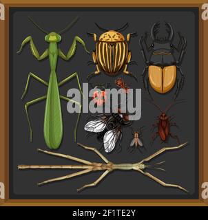 Set of different insects in wooden frame background illustration Stock Vector