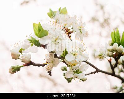 Beautiful apple tree flowers in spring Stock Photo
