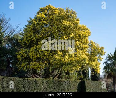 Tall tree with stunning yellow mimosa blossom, photographed in Regent's Park, London UK in spring. Stock Photo